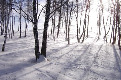 Wallpapers Snow Forest Cold Winter Hd With A Resolution 1600x900 ...