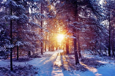 Download Wallpapers 3840x2400 Sun, Light, Trees, Forest, Bush, Snow ...