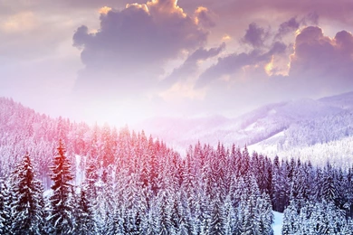 Winter Landscape Of Snow Forest Wallpapers HD Download