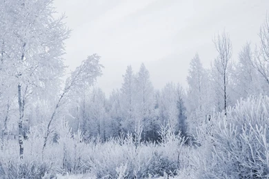 Wallpapers Snow Forest Landscapes Nature Winter Land 1920x1080 ...