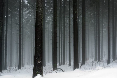 Dark Snowy Forest Wallpapers