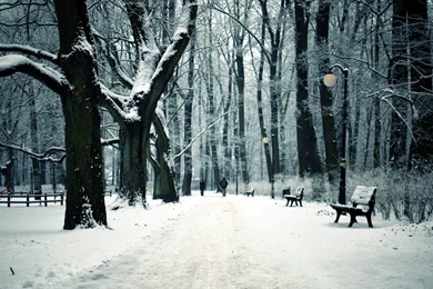 Path Trail Winter Snow Trees Forest Bench Wallpapers