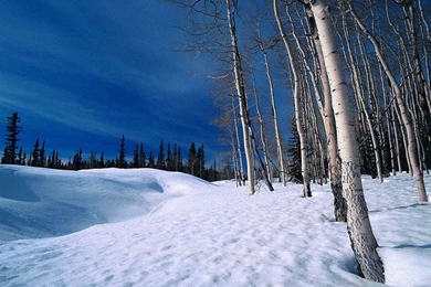 Snow Forest Wallpapers Wallpapers