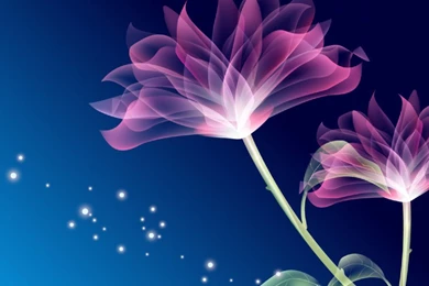 Colorful Flower Wallpapers Designs