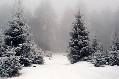 Nature, Landscape, Snow, Forest Wallpapers HD / Desktop And Mobile ...