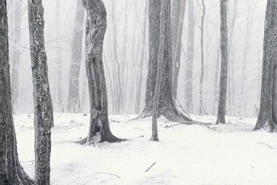 768x1024 Snow Forest Ipad Mini Wallpapers