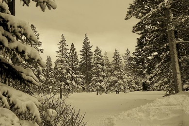 Snow Forest Wallpapers