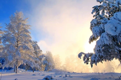 Nature, Landscape, Snow, Forest Wallpapers HD / Desktop And Mobile ...