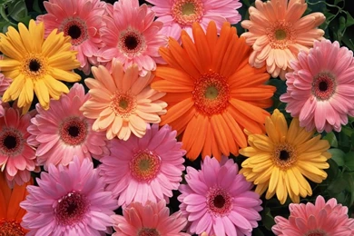 Color Colorful Flower Lonely Flower – Nature Flowers HD Desktop ...