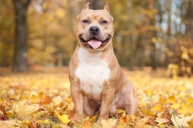Free Pitbull Wallpapers Download