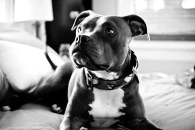 Pitbull Pack 4 Live Wallpapers Android Apps On Google Play