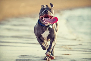 Free Pitbull Wallpapers Download