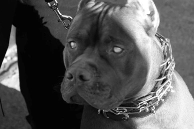 Wallpapers Pitbull Germany Pit Bull Terrier Photo 1024x768 ...