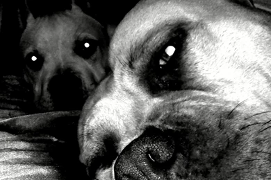 1280x800 Wallpapers Page 292: Pit Bulls Lounging Dogs Pit Bull ...