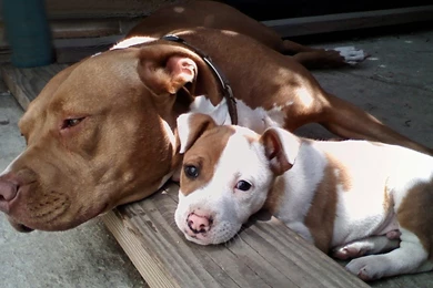 Dogs: Mom Smart Playful Strong Photography Guardian Funny Perfect ...