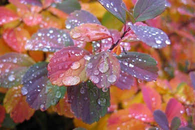 Wallpapers Beautiful