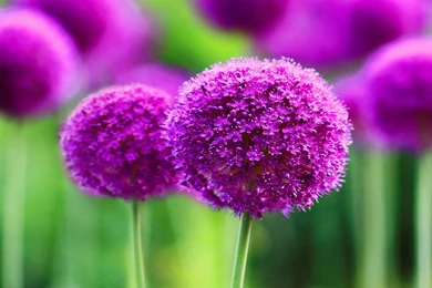 Purple Flowers Most Beautiful Wallpapers
