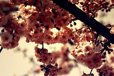 Beautiful S For iPad Wallpapers