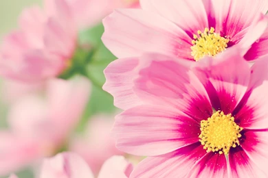 Pink Flower Wallpapers Collection (42+)