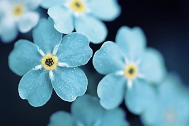 Cute Floral Backgrounds Tumblr