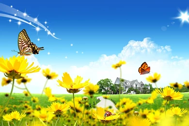 Free Beautiful Spring Yellow Flowers Computer Desktop Wallpapers