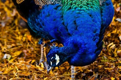 Apple Ipad 7 Inch Wallpapers