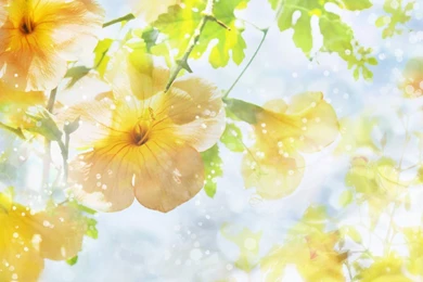 Beautiful Yellow Wallpapers