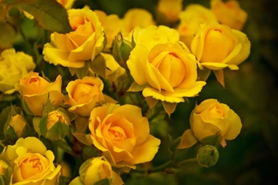 World's Top 100 Beautiful Flowers Images Wallpapers Photos Free ...