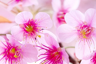 HD Wallpapers For 5 Inch Screen Free Download