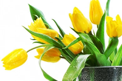 Beautiful Yellow Tulips Flowers Wallpapers