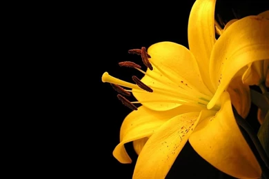 21+ Yellow Wallpapers, Backgrounds, Images