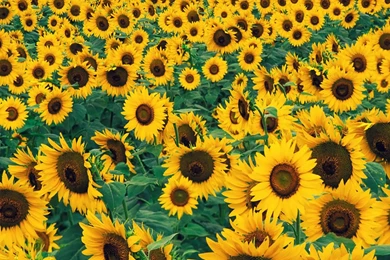 Yellow Wallpaper: Beautiful Yellow Flowers Wallpapers