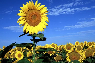 Yellow Wallpaper: Beautiful Yellow Flowers Wallpapers