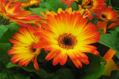 Beautiful Flowers Of Gerber Orange Yellow Wallpapers Hd ...