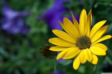 Yellow And Alone HD Desktop Wallpapers : High Definition ...