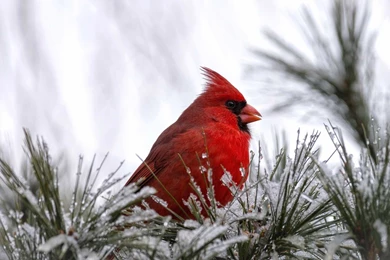 Cardinal Bird HD Wallpapers Download For Desktop & Mobile