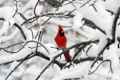 Female Cardinal Flying   Wallpaper.