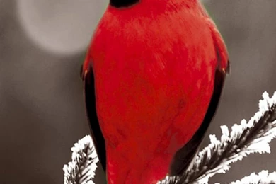 Download Wallpapers 750x1334 Cardinal Red, Branch, Bird iPhone 6 HD ...