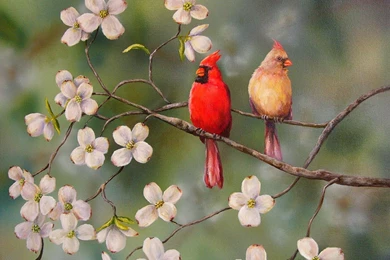 Cardinals,cardinal Bird,flying Cardinal,sweet Cardinals,red ...