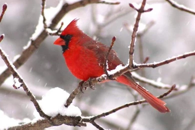 Winter Cardinal Bird Wallpaper Backgrounds 3824   HD Wallpapers Site