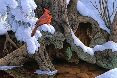 Winter Cardinal Bird Wallpapers HD Widescreen 3875   HD Wallpapers Site