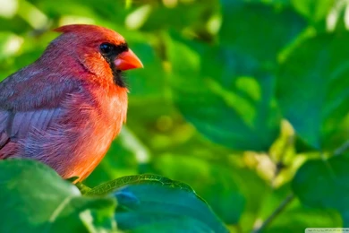 Download Cardinal Wallpapers 240x320