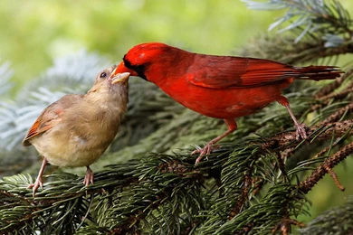 Birds Wildlife Cardinal Wallpapers