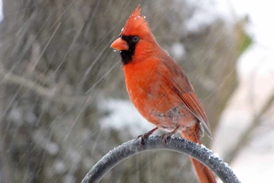 Cardinal Bird Quotes. QuotesGram