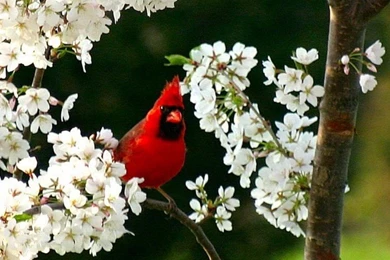 CARDINAL IN CHERRY TREE WALLPAPER   (
