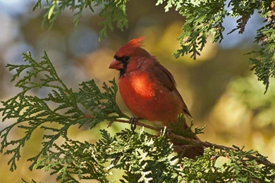 Cardinal In Cedar Wallpapers By MichelLalonde On DeviantArt