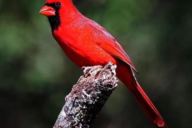 CARDINAL ~ The Beautiful RED Bird On Pinterest