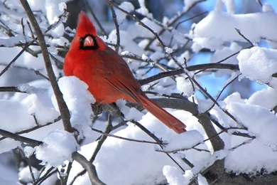 Birds Red White Cardinal Tree Snow Bird Free Download Wallpapers ...