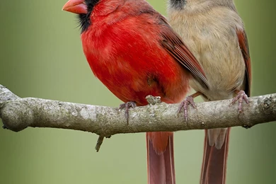 274x300px Mobile Cardinal Bird Wallpapers 18.53 KB