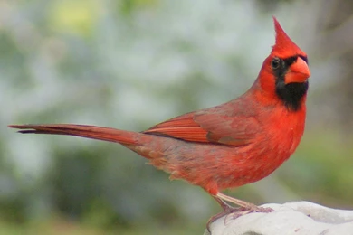 Cardinal Bird
